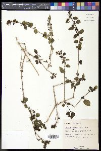Lantana bahamensis image
