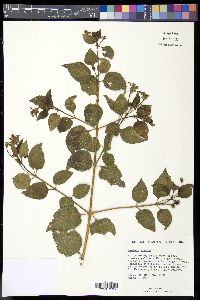 Lantana camara image