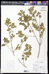 Lantana involucrata image