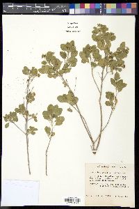 Lantana involucrata image