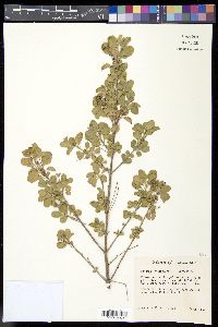 Lantana involucrata image