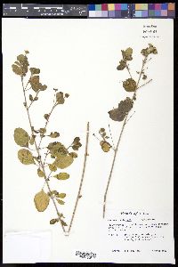 Lantana involucrata image