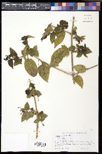 Lantana urticifolia image