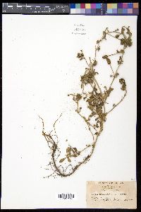 Phyla nodiflora image
