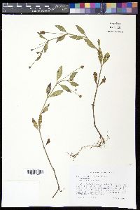 Phyla lanceolata image