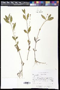 Phyla lanceolata image