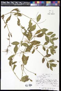 Phyla lanceolata image