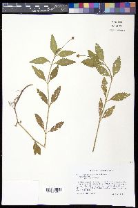 Phyla lanceolata image