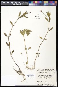 Phyla lanceolata image
