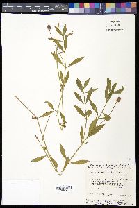 Phyla lanceolata image