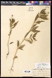 Phyla lanceolata image