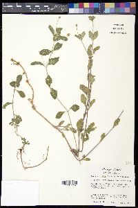 Phyla fruticosa image
