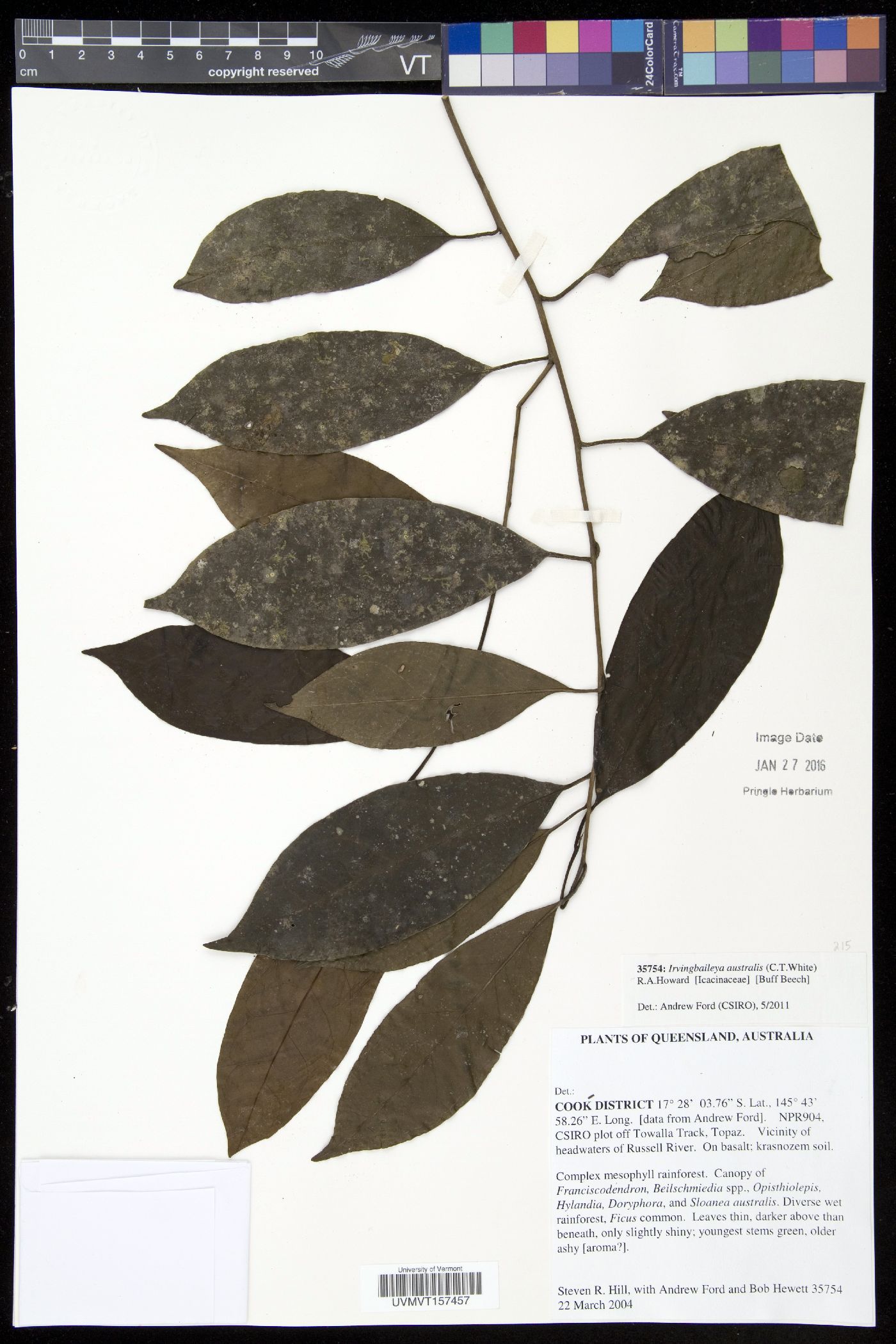 Irvingbaileya australis image