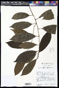 Media resource of Irvingbaileya australis