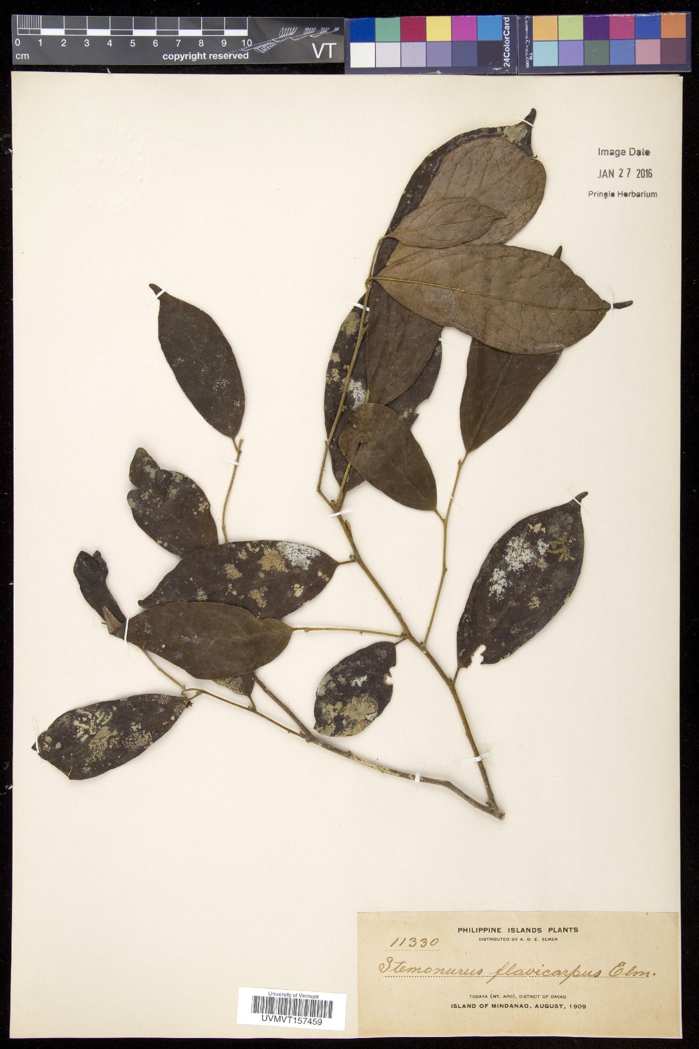 Gomphandra flavicarpa image