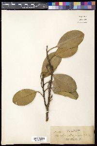 Media resource of Stemonurus gitingensis