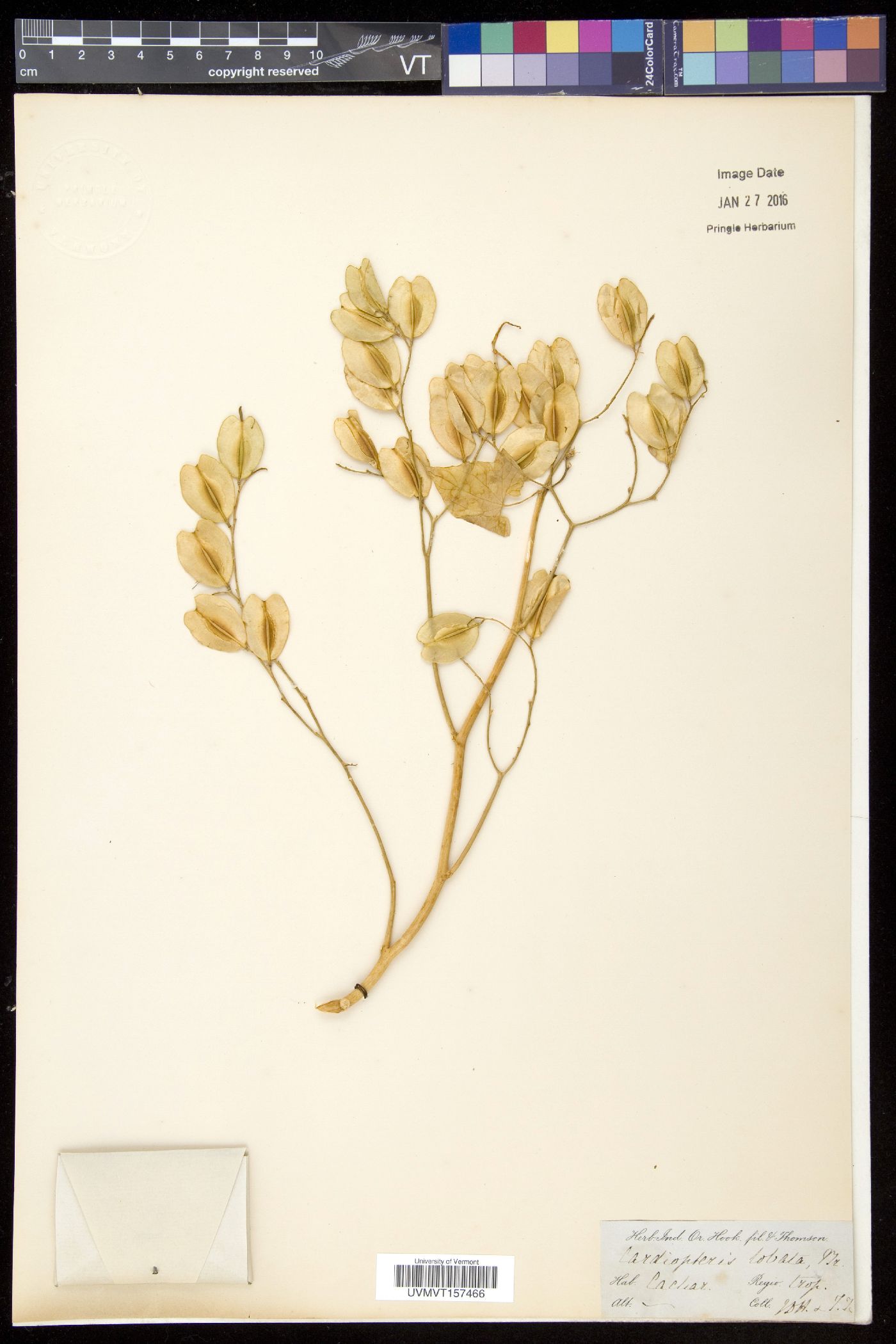 Cardiopteris quinqueloba image