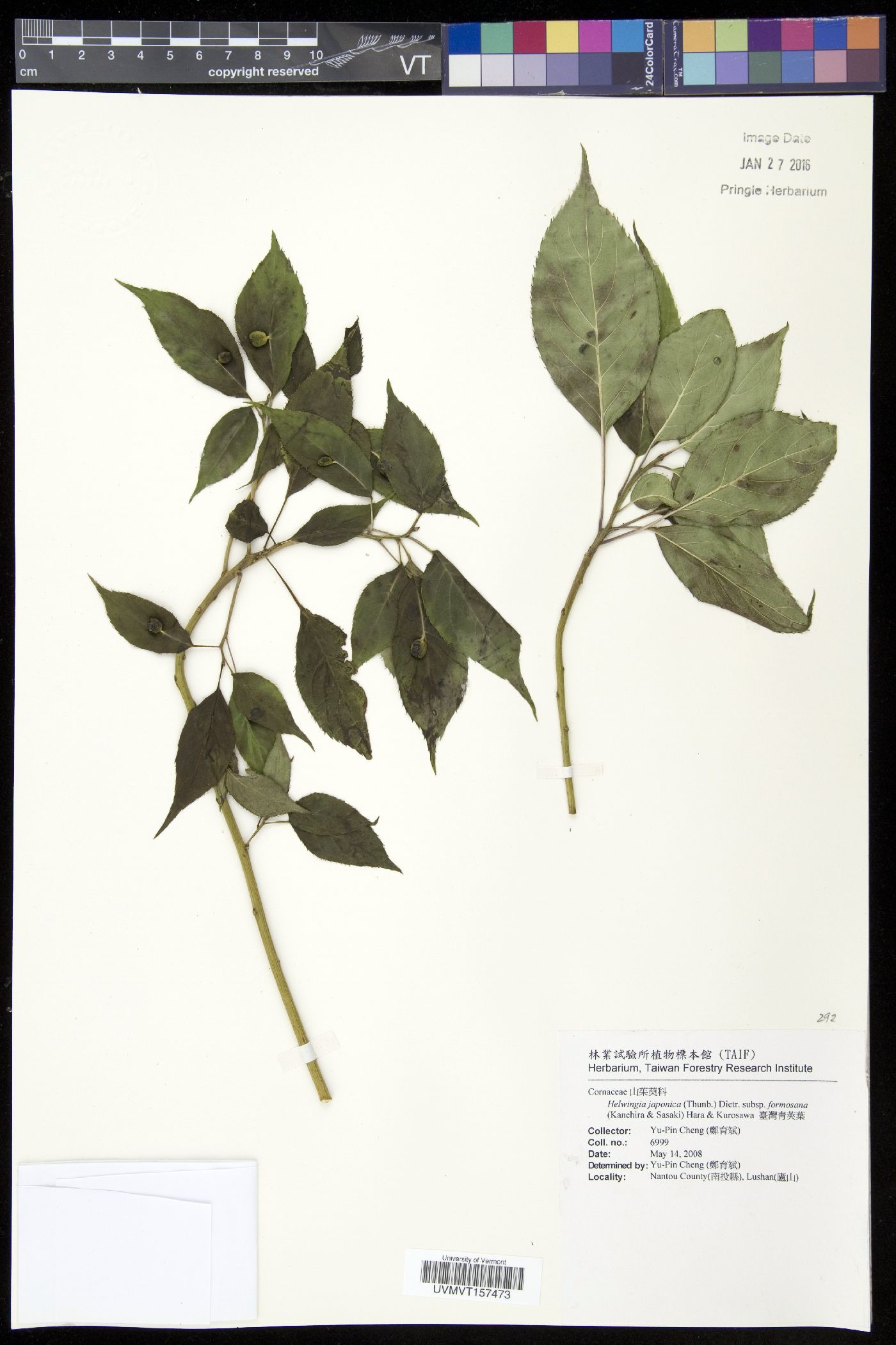 Helwingia japonica image