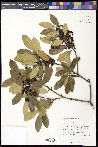 Ilex cassine image
