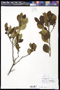Ilex collina image