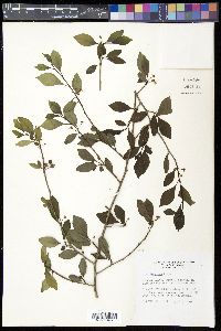 Ilex longipes image