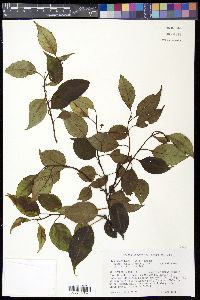 Ilex macfadyenii image