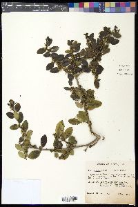 Ilex vomitoria image