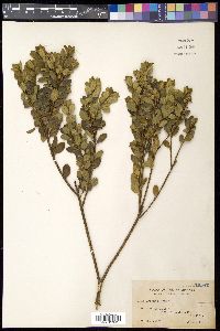 Ilex crenata image