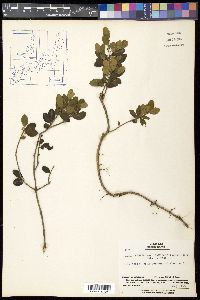 Ilex crenata image
