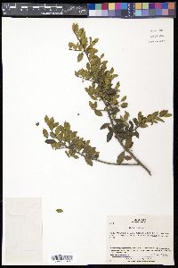 Ilex crenata image