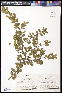 Ilex crenata image