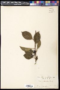 Ilex rotunda image