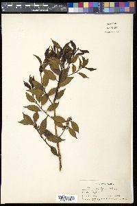 Ilex buergeri image