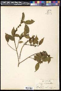 Ilex buergeri image