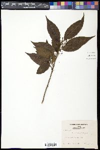 Ilex chinensis image