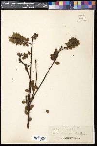 Ilex crenata image