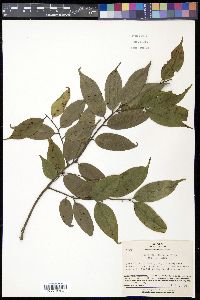 Ilex buergeri image