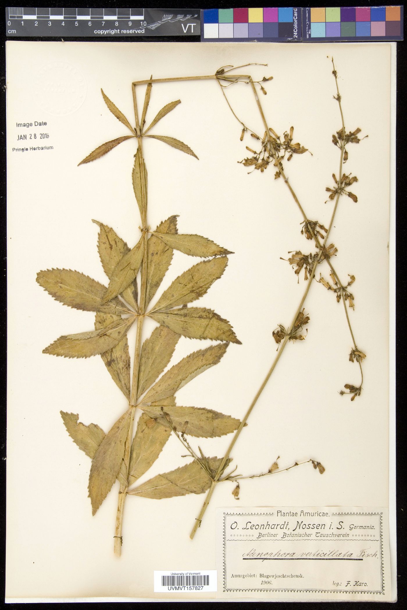 Adenophora image