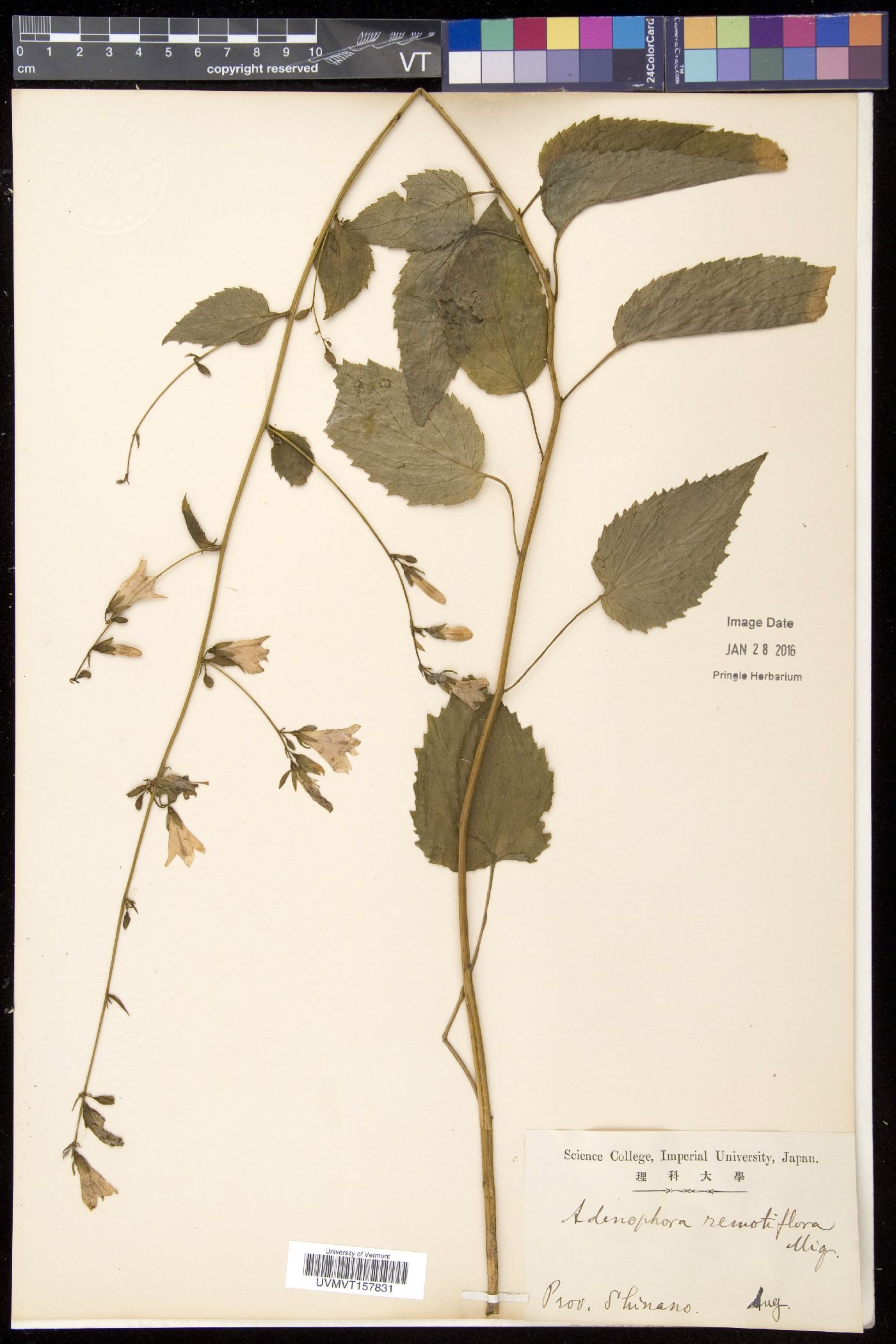 Adenophora remotiflora image