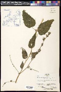 Adenophora remotiflora image