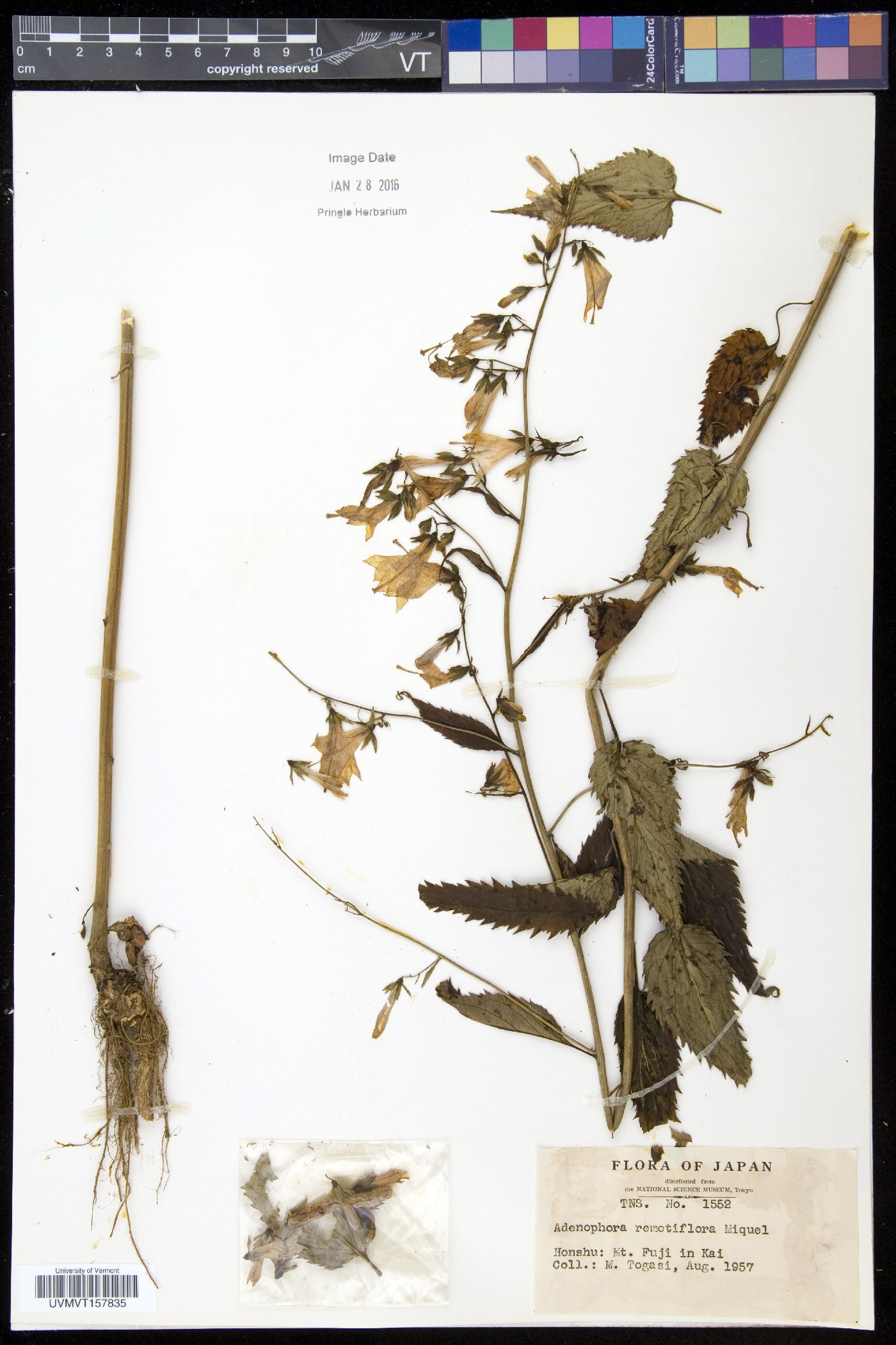 Adenophora remotiflora image