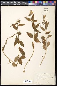 Media resource of Adenophora liliifolia