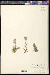 Campanula lasiocarpa image