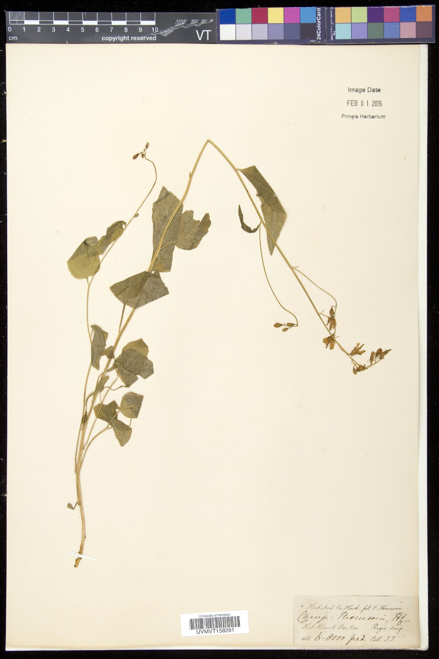 Asyneuma thomsonii image