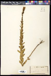 Media resource of Cyphia elata