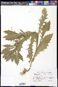 Hippobroma longiflora image