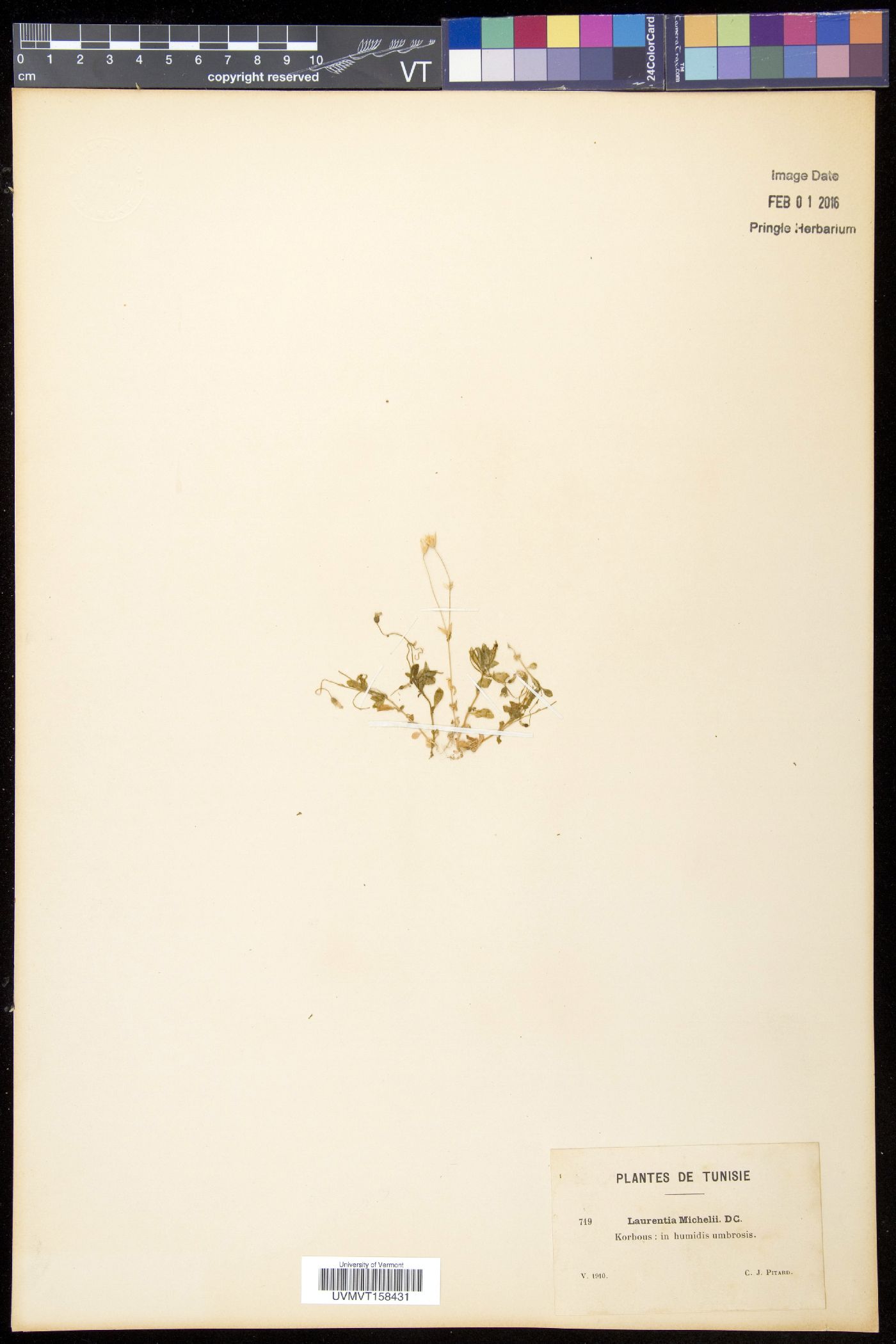 Solenopsis laurentia image