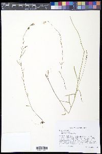 Lobelia kalmii image