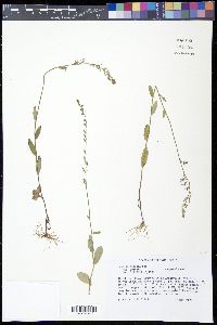 Lobelia spicata var. spicata image