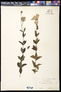Platycodon grandiflorus image